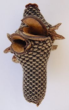 cigar-shaped patterned spike with open valve-like seed pods.