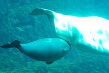 Underwater photo of calf swimming slightly below and behind mother