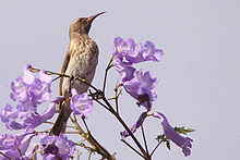 Female bird perched in a Jacaranda tree