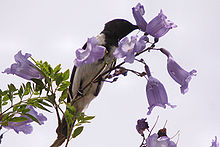 Male bird feeds on nectar from a Jacaranda flower