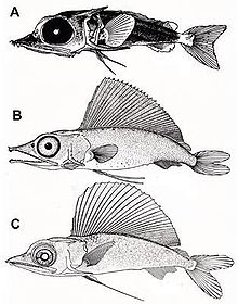 Drawing of three larvae. The first has a relatively large eye and pectoral fins, and a nominal dorsal fin. The second (larger specimen) has a smaller eye and dorsal fin, along with a dorsal fin that is taller than the height of the rest of the body. The third has a better-defined bill, and a slightly taller dorsal fin.