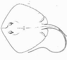 Line drawing of a diamond-shaped fish with a whip-like tail and tubercles on the back