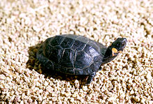A bog turtle with its tail pointed towards the left of the screen and its head facing the right of the screen. The turtle is looking sharply to its left, away from the viewer.