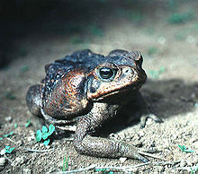 An adult cane toad with dark colouration, as found in El Salvador. The parotoid gland is prominently displayed on the side of the head.