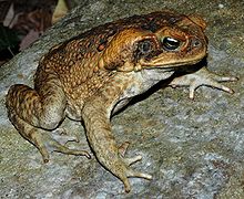 An adult cane toad, brown in colour, displaying the unwebbed front feet, webbing on the back feet, and large parotoid glands on the side of the head.