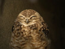 Burrowing owl smile.jpg