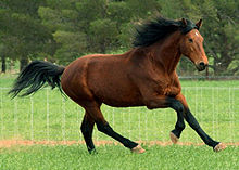 A bay horse cantering across a grassy field with a fence in the background.