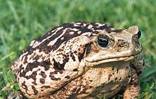 A large, adult cane toad, showing the light colouration that is present in some specimens of the species.