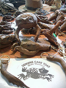 A selection of cane toad merchandise, including key rings made from their legs, a coin purse made from the head, front limbs and body of a toad, and a stuffed cane toad.