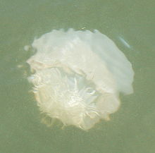 Photo of whole jellyfish.