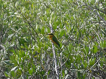 A bird perched among mangrove branches