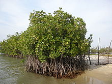A cluster of mangroves with water on the left and sand on the right