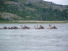 A herd of Cariboo crossing a remote river.