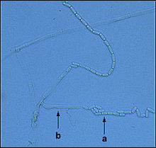 Ceratocystis fagacearum endoconidia