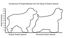 A diagram showing the difference in heights and body shapes of two dogs
