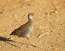 African Crake running to right in dry grassland