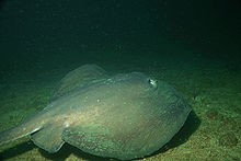 A brown ray swimming just above a fine gravel bottom