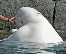 Photo of white whale with head placed on poolside with human arm reaching to front of whale's mouth