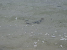 A ray in shallow water off a beach