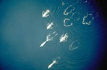 Overhead photo of five belugas swimming at surface with four splash areas behind them