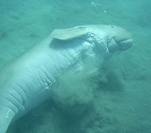 Dugong on its side stirring up sand