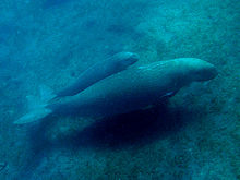 A dugong mother with a calf half its size travelling just above the seabed