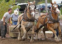 Horse pulling contest at 2008 fair