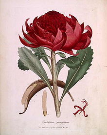 An old colour drawing of a single red flowerhead on a stem