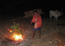A man holds a speared cluster of cactus cladodes over a nighttime campfire