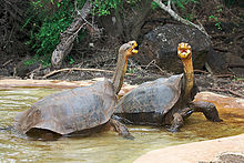 Two tortoises with their necks extended.