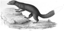 Black-and-white image of a mongoose-like animal on a rock