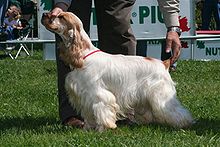 A mostly white colored dog with long hair and a yellow-orange colored face. A person is holding its head and tail into the correct position for showing at a dog conformation show