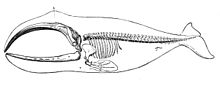 Drawing of long backbone, 13 ribs (2 vestigial) large, curved upper and lower jawbones that occupy 1/3 of the body, 4 multi-jointed "fingers" inside pectoral fin and connecting bone, enclosed in body outline