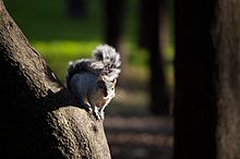 Grey mexican squirrel.jpg