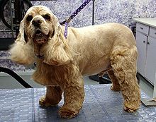 A yellow colored dog turns sightly towards the camera while standing on a table at a grooming salon.