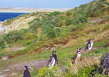 Five penguins walking up a grassy slope against the wind