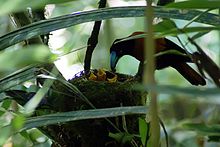 An orange and black bird with a bright blue beak places food in the open mouth of one of the three chicks in her nest.