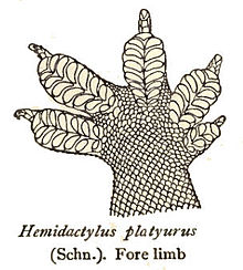HemidactylusPlatyurusRooij.jpg