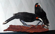 Two stuffed birds on a wooden stand