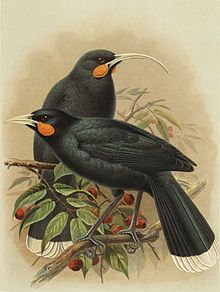 Illustration of two birds on a tree branch