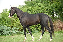 A dark brown horse standing in a grassy area with trees and bushes in the background. The horse is wearing a bridle with a lead trailing on the ground.