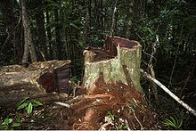 A rosewood stump and adjacent log, both with dark red heartwood, in the forest of Marojejy National Park