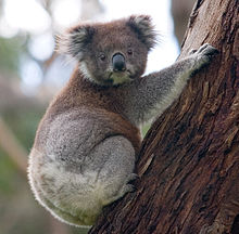 A =koala holding onto a eucalyptus tree with its head turned so both eyes are visible