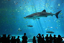 Aquarium photo of whale shark in profile with human-shaped shadows in foreground