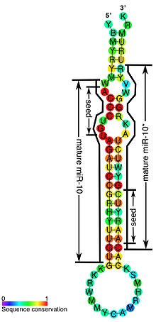 MiR-10 consensus structure.jpg