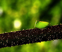 Photo of green-coloured insect on dark tree branch
