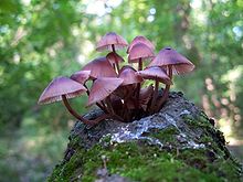 A cluster of about a dozen pinkish-purple mushrooms growing from the stump of a tree