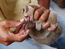 A small, young slow loris is gripped by its limbs while its front teeth are cut with a fingernail cutter