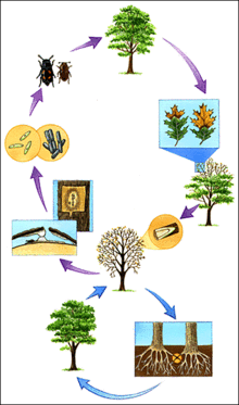 Illustration of the oak wilt disease cycle