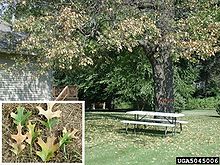 Photograph of oak wilt symptoms